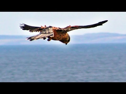 Kestrel Hunting Then Eating A Snake