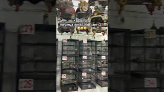 Download lagu Perkutut bangkok murah di surabaya #ibmbirdfarm #perkututbangkok mp3