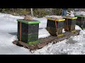 Apiary in March 2021, Skunk intervention!