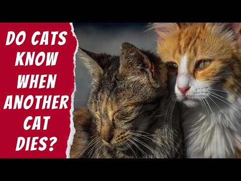 Do Cats GRIEVE When Another Cat Dies?
