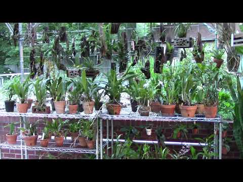 Orchids.......growing outside 2019 season