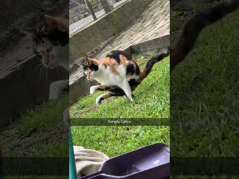 Funny Pets | 2024😂 Funny Dogs And Funny Cats Videos 🐱 🐕 😄 #168