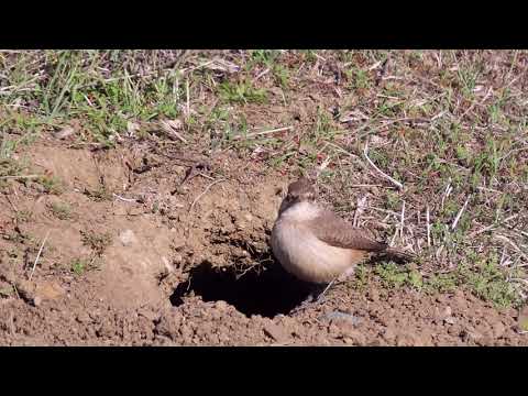 Oriešok skalný (Salpinctes obsoletus) — spev a hlas v prírode