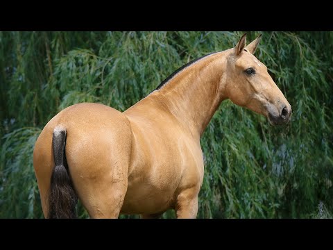 Horse for Sale | Buckskin breeding mare with top genetics (REF#576)