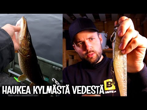 HAUENKALASTUS KYLMÄSSÄ VEDESSÄ - SHADIN RIGAUS - SHADIUISTELU - HAUKIJERKIT