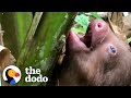 Lost Baby Sloth Cries For His Mama To Come Get Him | The Dodo