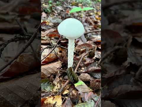 死のラッパ キノコ 9月 10月 種のヒント 収穫