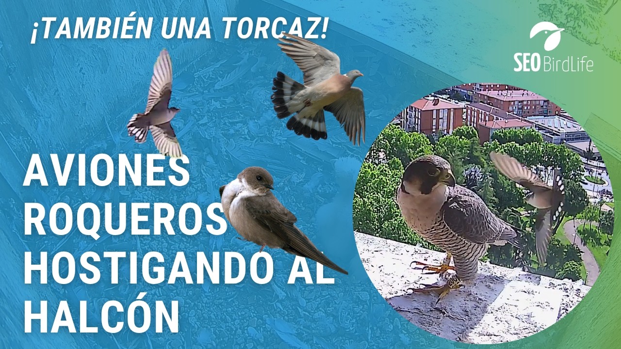 PRESAS REBELDES 🦅 🐤🕊  · Halcón peregrino · Zamora, Castilla y León, España
