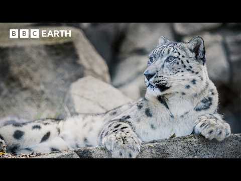 Saving The Elusive Snow Leopard | Guardians | BBC Earth