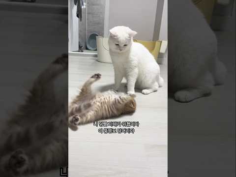 보험 사기묘 참교육 한 단소 고양이