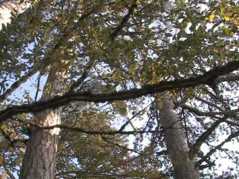 В Крыму вертолет и самолет МЧС тушат лесной пожар (видео)