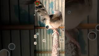 Download lagu Burung ciblek betina gacor cocok untuk pancingan#shorts mp3 Download lagu Burung ciblek betina gacor cocok untuk pancingan#shorts mp3