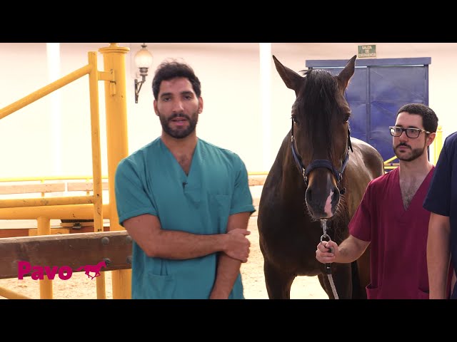 Vídeo relacionado con Pavo MuscleBuild | para un Caballo Fuerte y musculoso | 3 kg