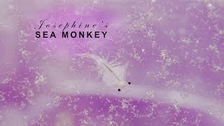 Josie's Sea Monkey Playing / Dancing / Doing Tricks (extreme close-up)