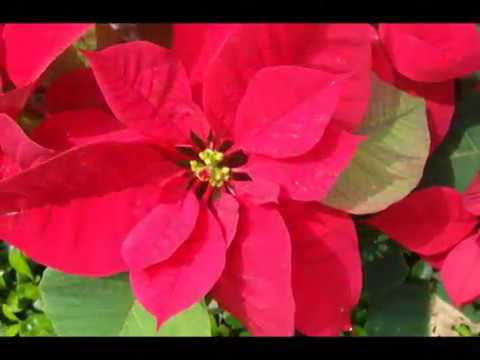 Ligia Mayo   Navidad   Colección Lujomar