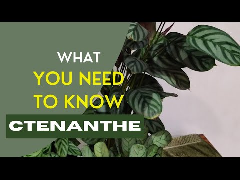 Ctenanthe  Care, Ctenanthe  Burl Marxii , Amagris, Setosa | The Practical Gardener