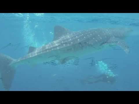 Anno Sportivo Soci AcquaMission Trieste 2016/17