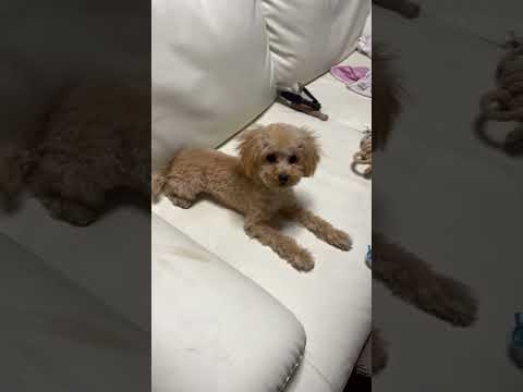経営学科 トイプードル、ベアカット、全身8ミリにカットしました。 #toypoodle #トイプードル  #puppy #子犬 #トリミング #ベアカット #poodle