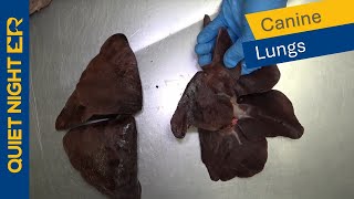 Veterinary Anatomy: Canine Lung