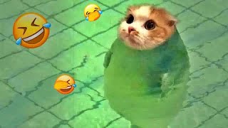 You Laugh You Lose🤣🐶Funniest Dogs and Cats 2025😻