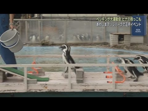 YouTube Video 「冬のペンギン大運動会障害物レース」開催中！　静岡・沼津市のあわしまマリンパーク