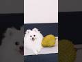 Dogs take revenge with durian #funny #smartnico #funny #pets #puppy