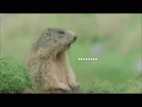 Hello Funny Gif