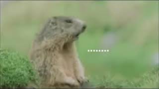 Hey Gifs/funny Gifs/Surprise Gifs