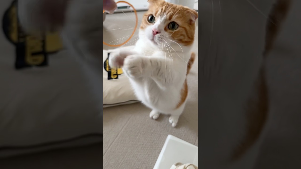 きょうのさくら家🐾輪ゴムがだいすきなとろちゃん #2