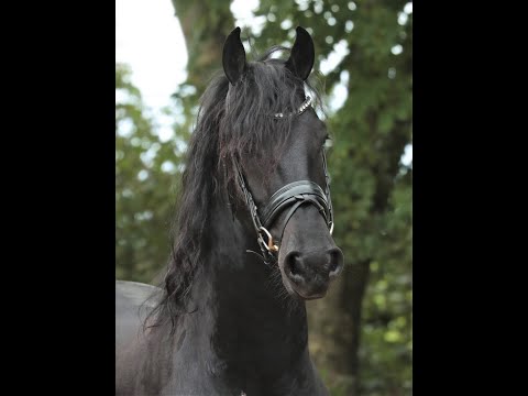 Stal Okkema's Falko - Meinte x Olrik - gelding - 1.64m - 2017