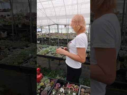 エキノプシス 花 開花 多肉植物 2022