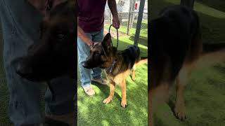 Video preview image #1 German Shepherd Dog Puppy For Sale in Pasadena, CA, USA