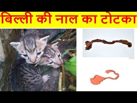 Gharelu Totka: How to use of Black Cat Naal/Jer/Jhall for Wealth & Black Magic Pooja | बिल्ली की जेर