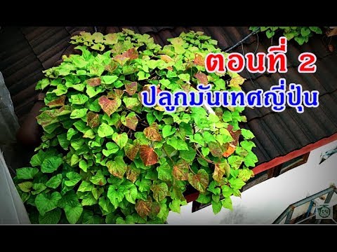 ขยายเต้านมใน Darya Pynzar เพิ่มขนาดเต้านมโดย 1 สัปดาห์