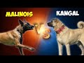 Kangal vs Malinois 🐶 Dog Fighting Who Would Win Bite Force | Animal Face Off