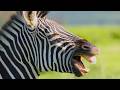 Zebra Braying Sounds Zebras In Dialogue At The Waterhole Equus Quagga Sounds