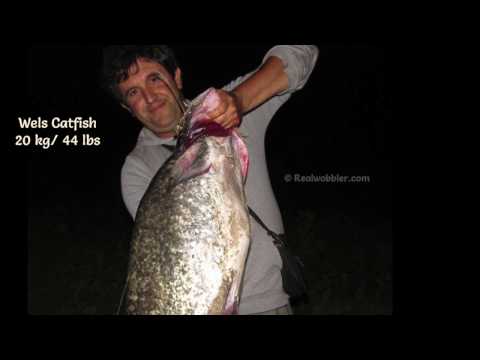 Big Catfish on Small Topwater Belly Lure and Line 0.14 mm/ Wels 20 kg auf Topwater