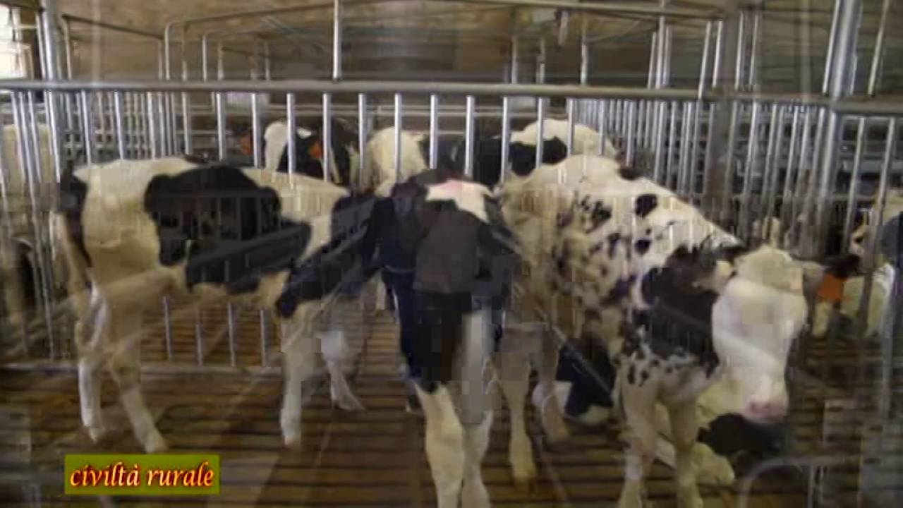 Civiltà rurale - Allevamento vitelli da carne bianca