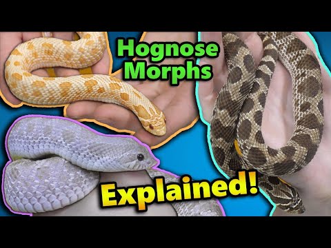 All About Hognose Snake Morphs!