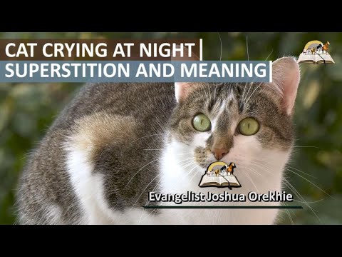 Cats Crying at Night Superstition and Meaning - Evangelist Joshua Animal TV