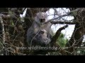 Uttarakhand Mother Langur And Restless Kid