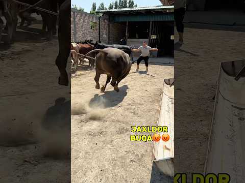 JAXLDOR BUQA ☎️☎️