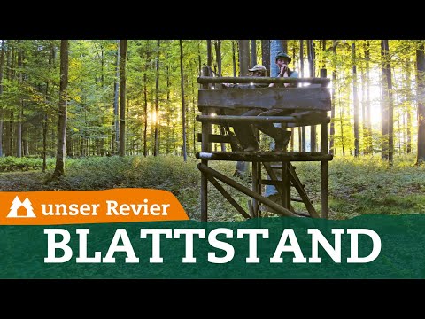 Wo steht der Blattstand richtig? | Erfolgreiche Blattjagd | unser Revier | #71