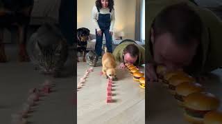 I taught him everything and this is how he repays me 😂😭 #Dog #cat #eatingchallenge #food #pets