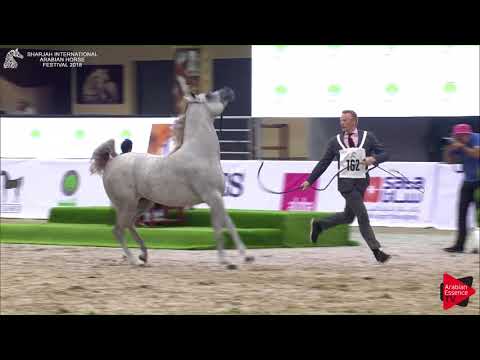 162 AJ KADI  Sharjah International 2018