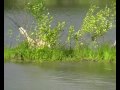 Golden Retriever Anri The Joung Hunter On Ducks