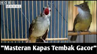 Download lagu Masteran kapas tembak suara jernih durasi satu jam mp3 Download lagu Masteran kapas tembak suara jernih durasi satu jam mp3