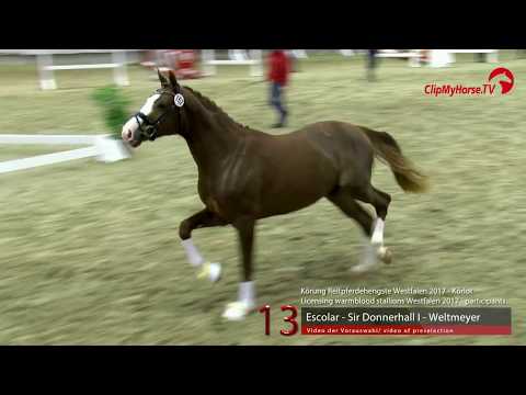 13 Junghengst v. Escolar - Sir Donnerhall I