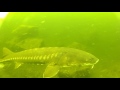 Picture taken during the dive