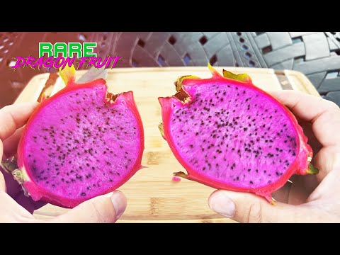 Maria Fucsia Dragon fruit TASTE and REVIEW / EXCELLENT / Guess the BRIX?